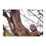 3D Bastelset Eule