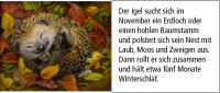 Sound-Adventskalender  Hört ihr die Tiere im Winterwald