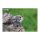 3D Bastelset Wolf