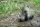 3D Bastelset Nashorn