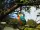3D Bastelset Eisvogel