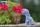3D Bastelset Brontosaurus