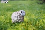 3D Bastelset Schaf