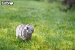 3D Bastelset Schaf