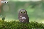 3D Bastelset Kuckuckskauz