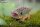 3D Bastelset Ankylosaurus
