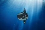 3D Bastelset Mondfisch