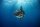 3D Bastelset Mondfisch