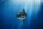 3D Bastelset Mondfisch