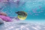 3D Bastelset Kugelfisch