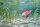 3D Bastelset Axolotl