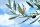 3D Bastelset Taube
