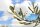 3D Bastelset Taube