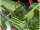 Fendt F20 Dieselroß Traktor Click System